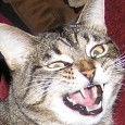 Cats, Cats, and more Cats! Keep your cat pants on…the first half of the cat show is now online! As usual, I know you’ll enjoy.