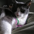 It takes a cool cat to blow a horn Cool cats, kool kids. You know you’re one and the same. Listen to the show for Mardi Gras. Listen to the show for Abe Lincoln. Listen to the show for...