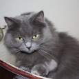 Who’s the favourite now? Not that I ever try to outdo my sister… But still… Yes, I have posted a picture of my mother’s cat, Takka. Nothing makes my mum smile quite as much...